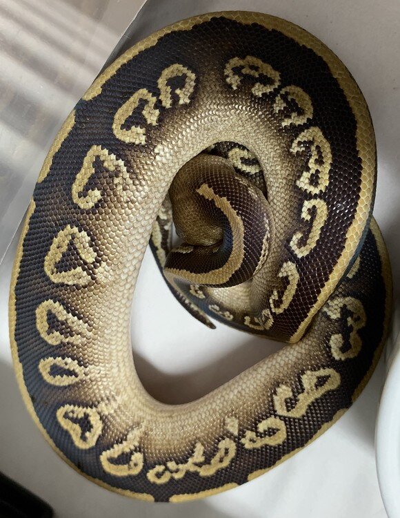 Show me your Alien heads - Ball Pythons - MorphMarket Reptile Community