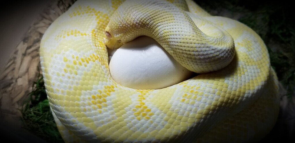 Incubating slightly cooler? - Carpet Pythons - MorphMarket Reptile ...