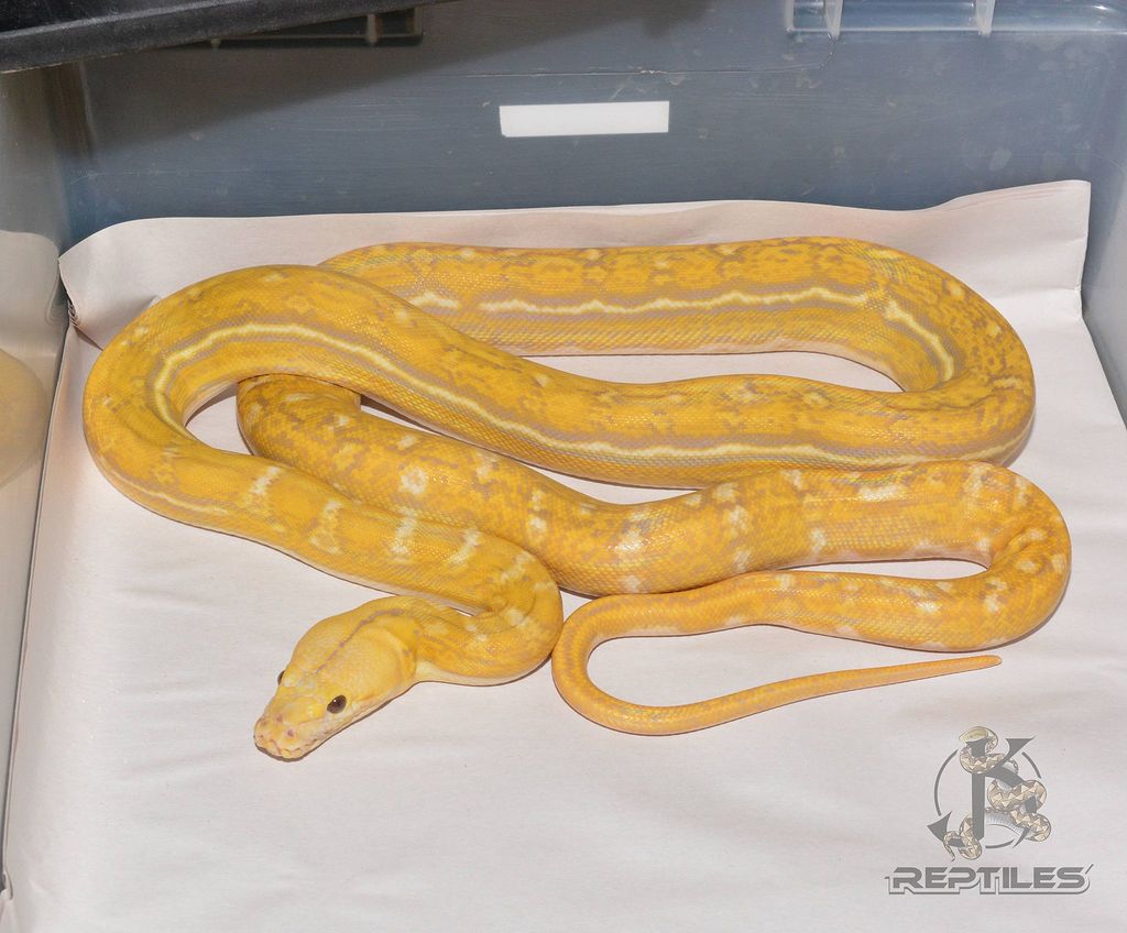 1 of 1 in the World - Reticulated Pythons - MorphMarket Reptile Community