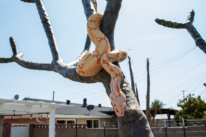 Lucy climbing