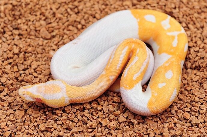 HOG Albino Pied