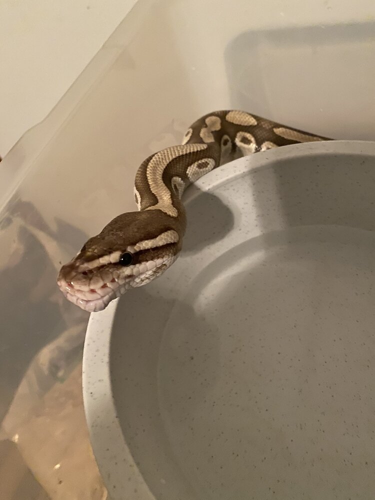 Young Ball Python with Swollen Jaw - Ball Pythons - MorphMarket Reptile ...