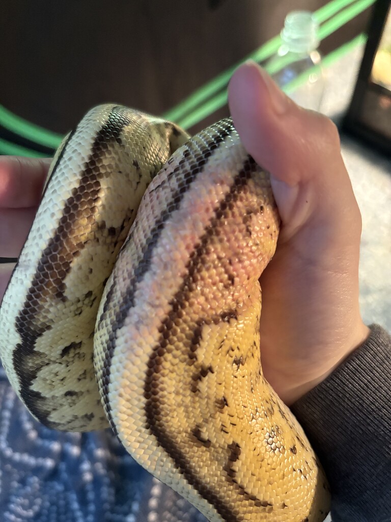 Stuck snake! - Ball Pythons - MorphMarket Reptile Community