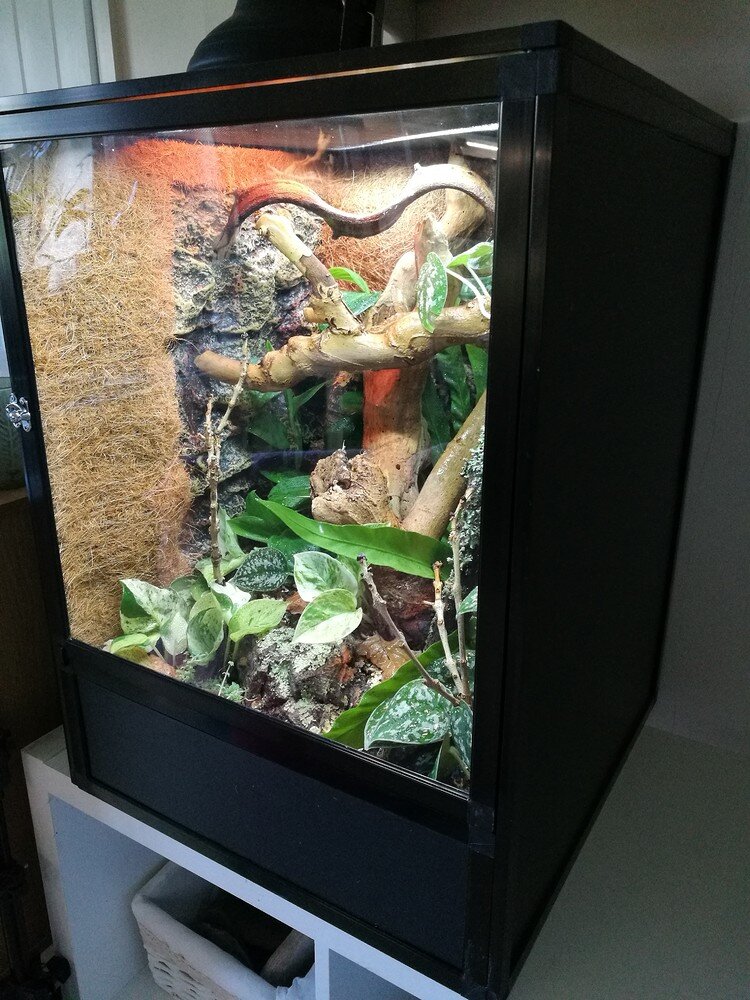 New enclosure for mourning geckos - Other Lizards - MorphMarket Reptile ...