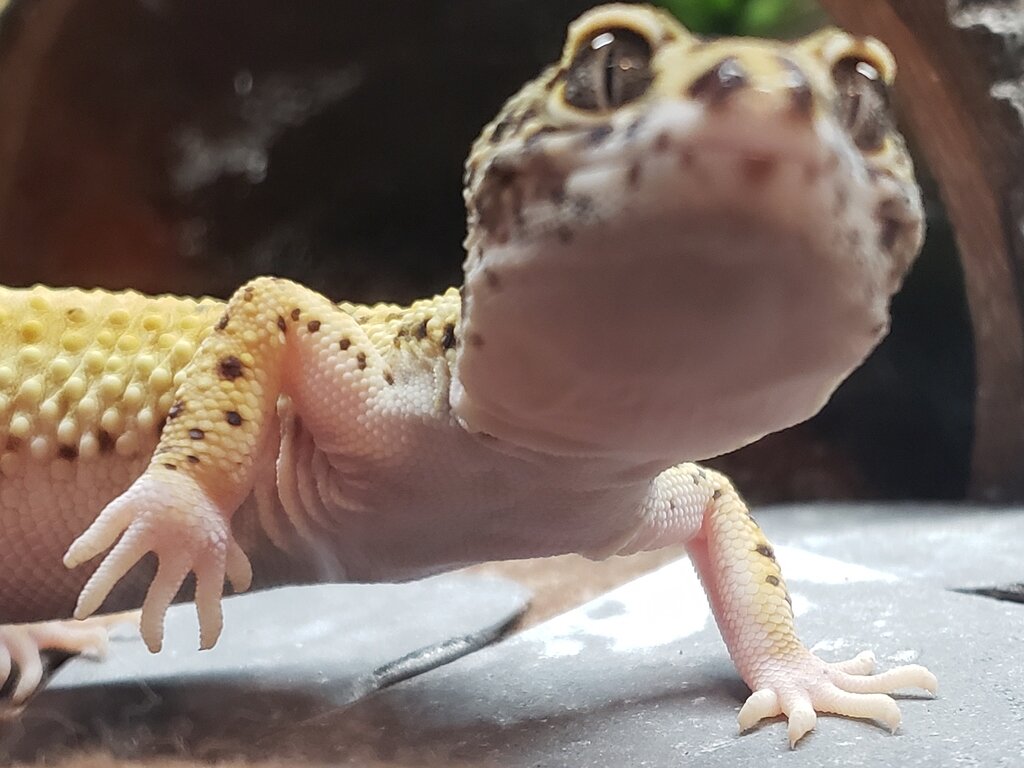 Possible wrist injury? - Leopard Geckos - MorphMarket Reptile Community
