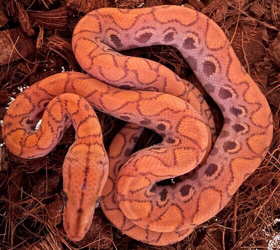 peach phase hypo baby male