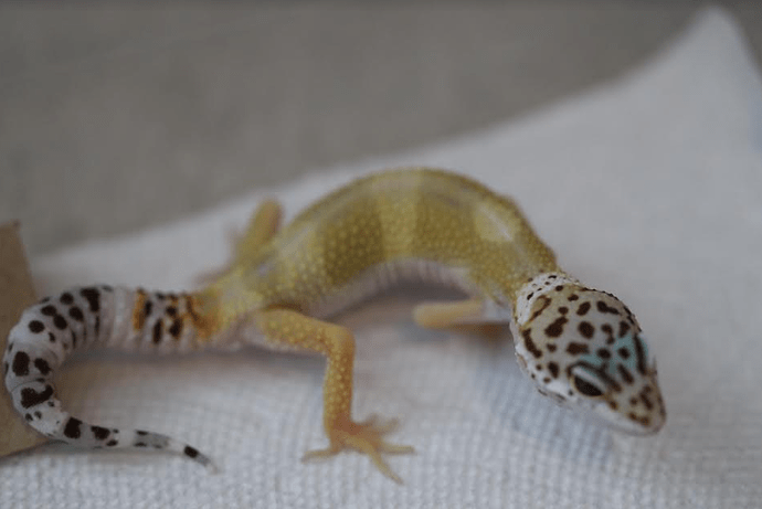 Screenshot 2022-06-03 4.02.10 PM