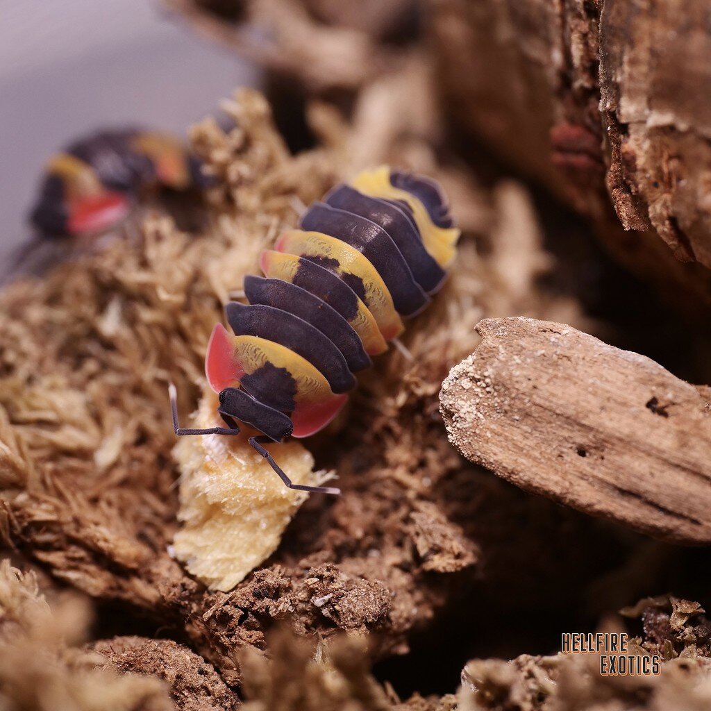 Living Art: Merulanella sp. Tricolor - Isopods - MorphMarket Reptile