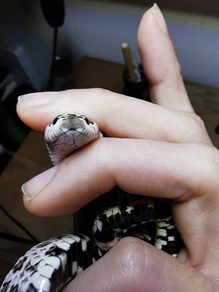 Hole in Rostral Scale - Hognose Snakes - MorphMarket Reptile Community