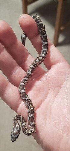 brown baby corn snake in hand