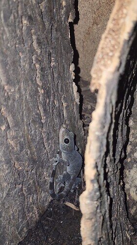 VideoCapture_20230315-124051