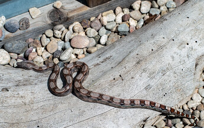 DudexCali normal sun