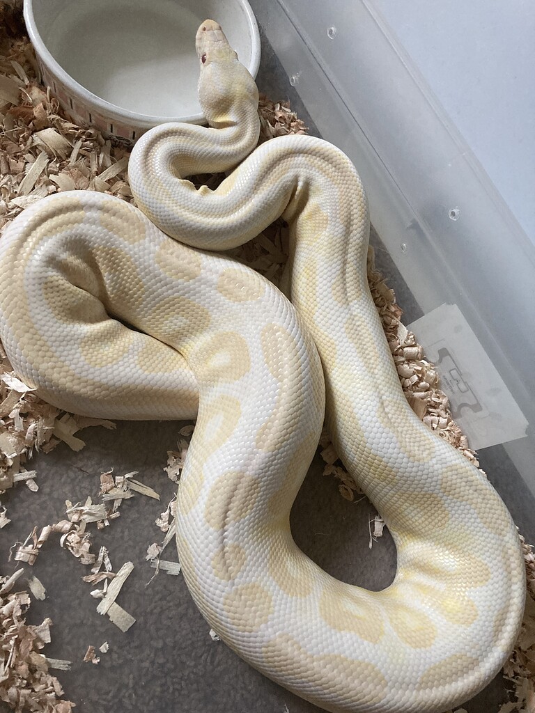 Male or Female - Ball Pythons - MorphMarket Reptile Community