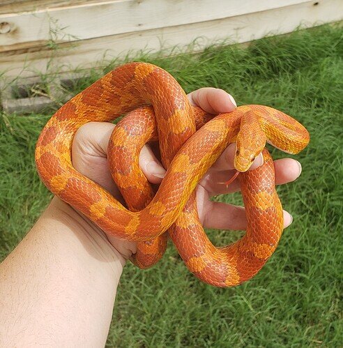 orange and red corn snake in hand