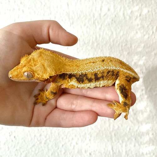 Ginger