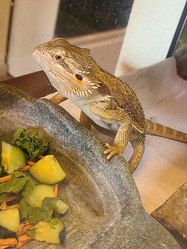 Bearded Dragon Identification - Bearded Dragons - MorphMarket Reptile ...