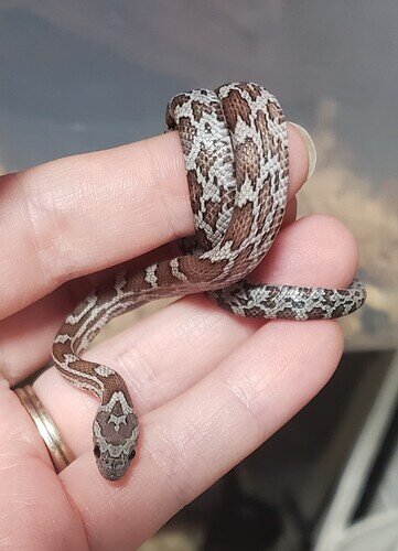 gray baby corn snake on hand