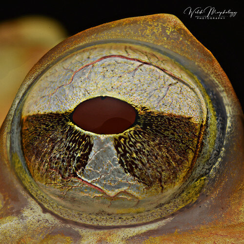 frog eye1