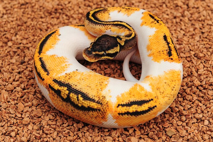 Pastel Yellow belly HOG Anthracite pied
