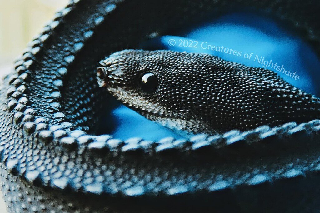 Majestic, Living Art: Most Beautiful Reptiles? - All Reptiles ...