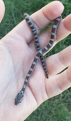 light and dark gray baby corn snake on hand