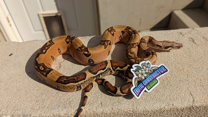 17640921349261642649478799151779