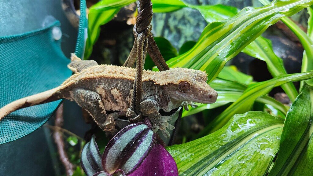 Only laying 1 egg crested gecko Geckos MorphMarket Reptile Community