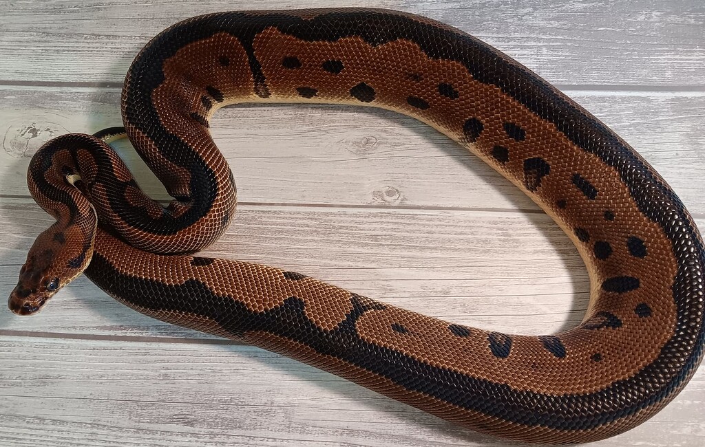 Currylow Python Reproduction Are we missing something in these genetics? - Ball Pythons ...