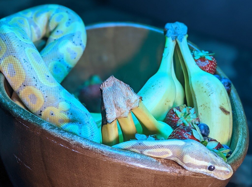 How Do We Approach This... Extremely Loud Ball Python bowel movements