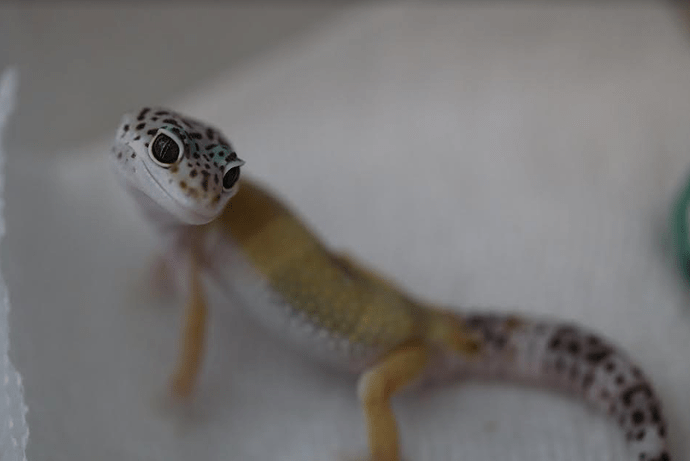 Screenshot 2022-06-03 4.04.00 PM