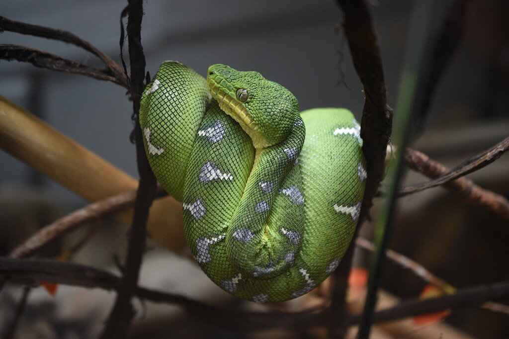 Some Of My Boa's - Rainbow Boas - Morphmarket Reptile Community