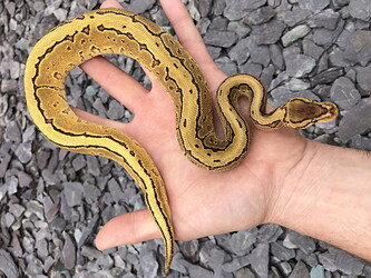 Russo Orange Dream Yellow Belly Pinstripe Ball Python by Emperor Pythons
