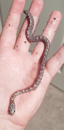 Baby corn snake with stripes of messy pattern in hand