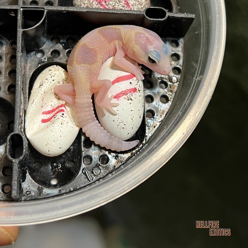 11 Gecko Lucky Number 11 - Fat-Tailed Geckos - MorphMarket Reptile Community