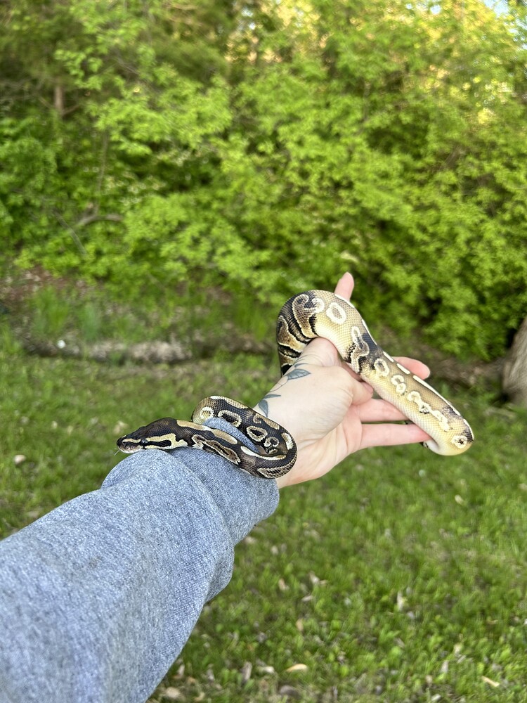 Ball python identification assistance - Ball Pythons - MorphMarket ...