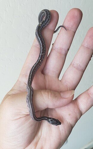 gray baby corn snake with stripe running down body and speckled side pattern