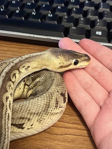 she's a bit skinny, but still energetic and getting better with food