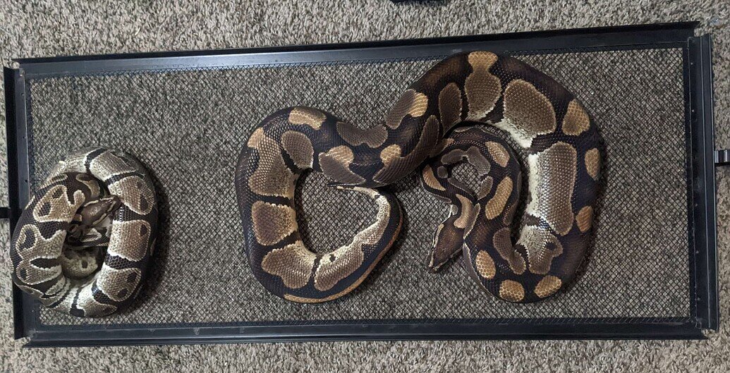Ball Python "Tank Requirements" Ball Pythons MorphMarket Reptile