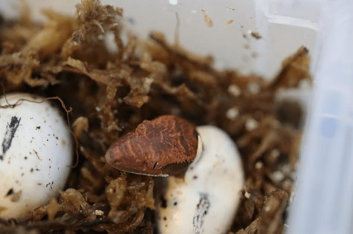 Screenshot 2022-07-26 6.04.50 PM