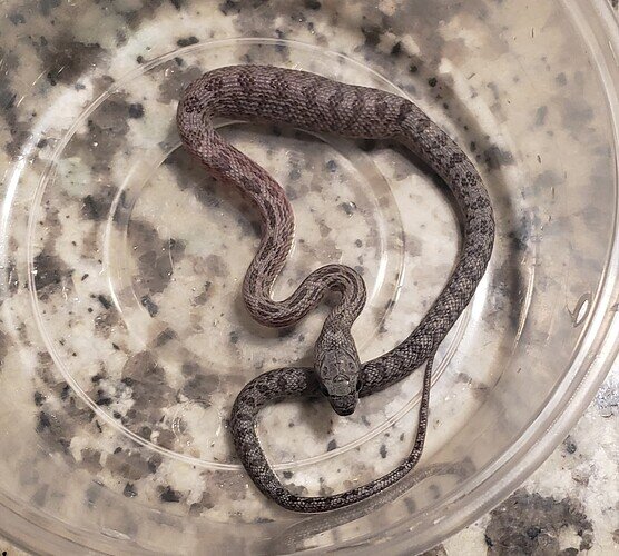 gray baby corn snake with lump in belly