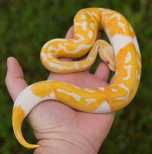Oct 25 2021 Pastel Dreamsicle Male For Sale 2
