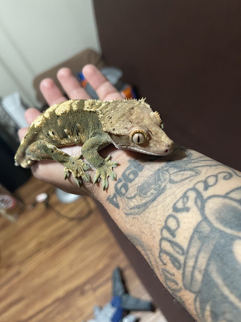 First Crested Gecko But Unknown Morph Crested Geckos Morphmarket