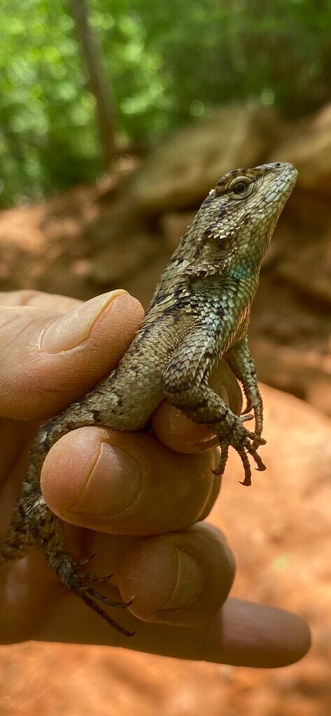 What Kind Of Lizard Is This Lizards Morphmarket Reptile Community