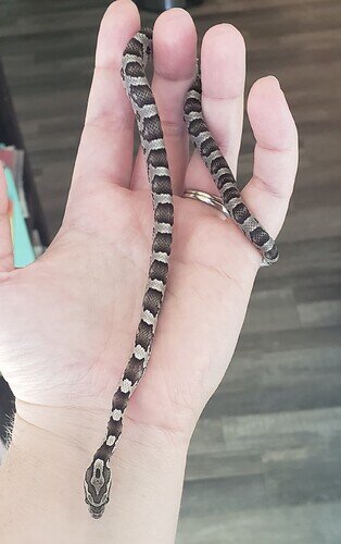 black and gray baby corn snake
