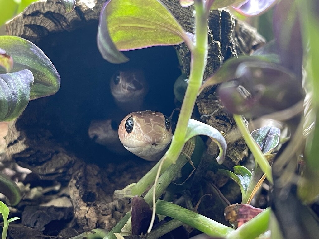 Attack of Cerberus - Other Colubrids - MorphMarket Reptile Community