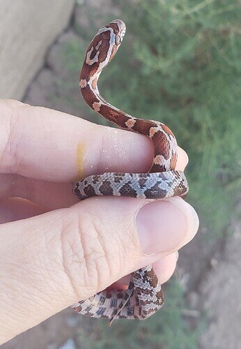 red and brown baby corn snake in hand