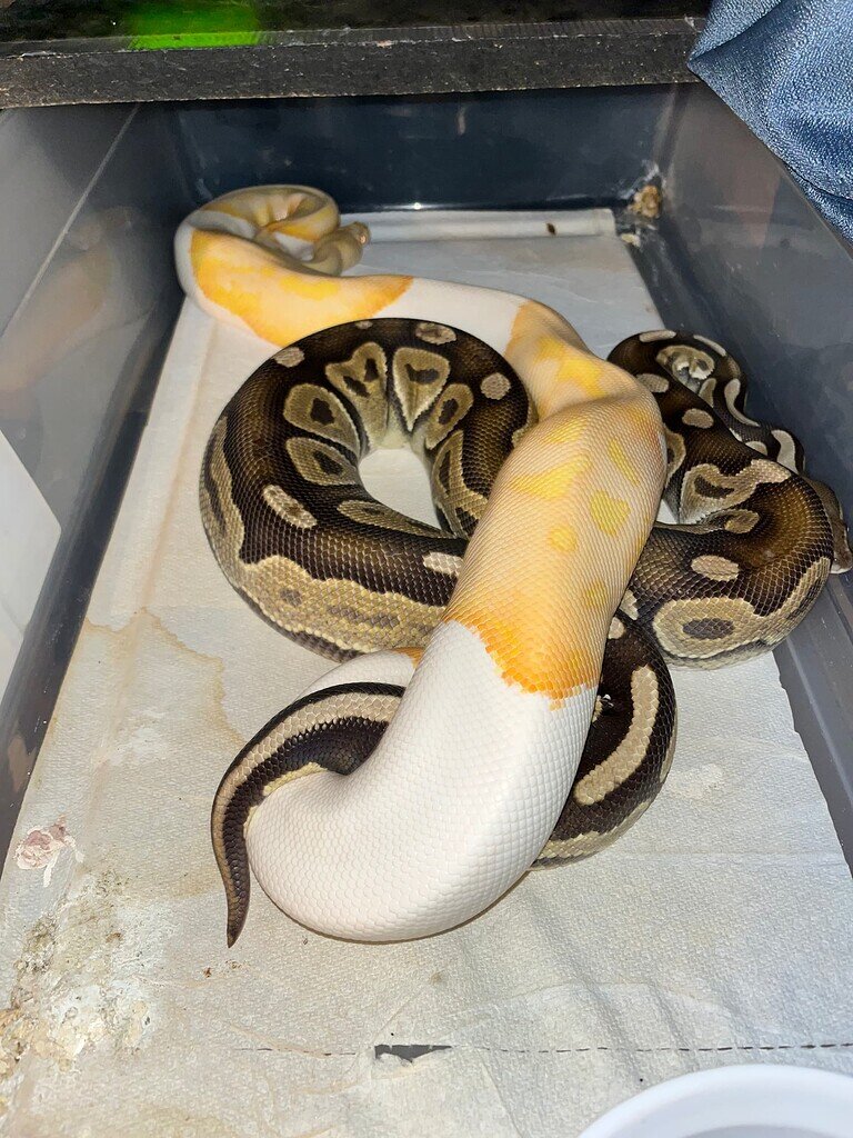Ball Python Pairing Realization - Ball Pythons - MorphMarket Reptile ...
