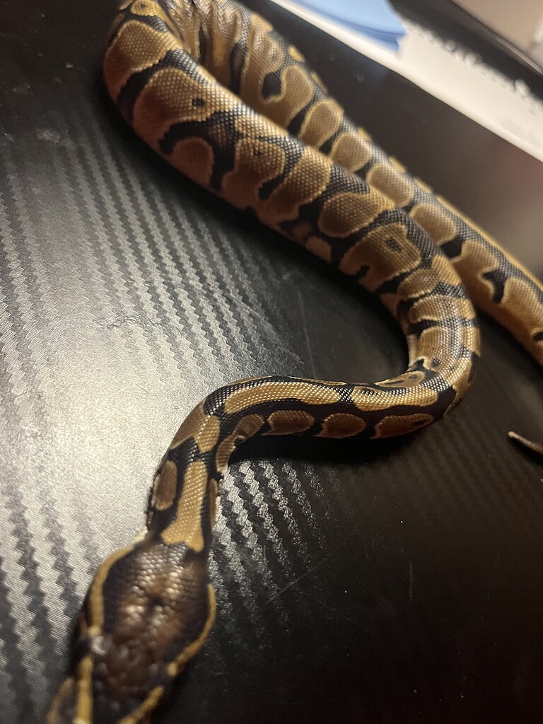 Is my python Coco underweight?!?!? - Ball Pythons - MorphMarket Reptile ...