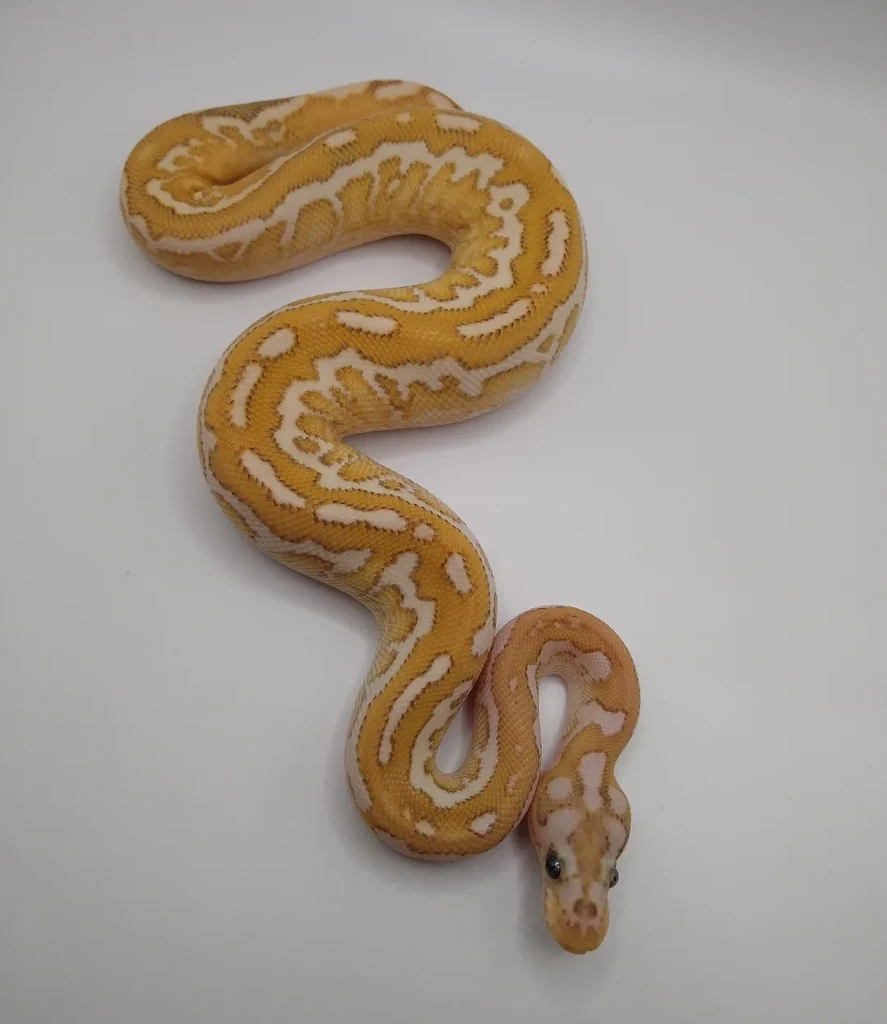 The dinosaur buys a lightbox, hydra clown stuff - Ball Pythons ...