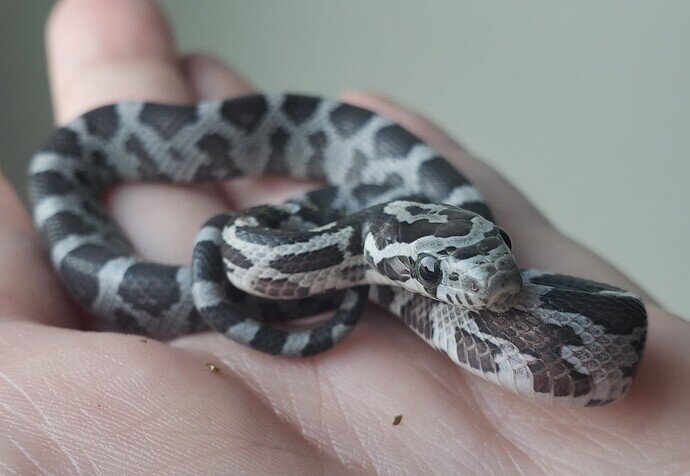 closeup of gray baby corn snake face